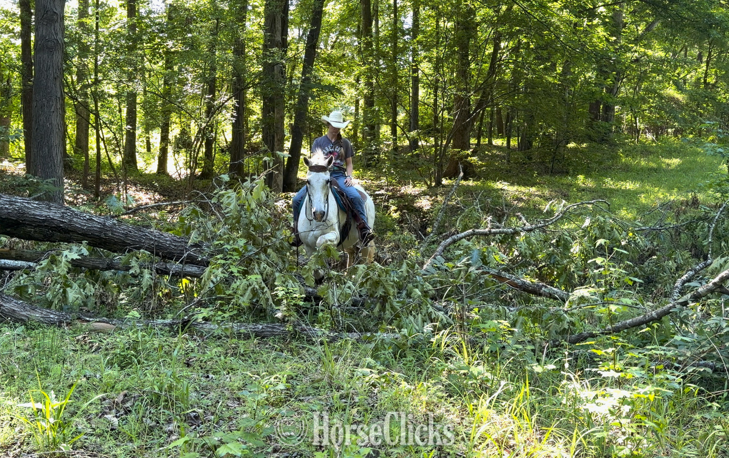 "Delilah" Grey Mare Arabian Cross