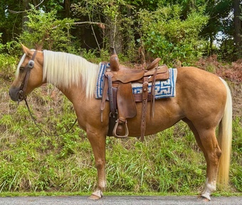 "Barbie" Palomino Mare Quarter Horse