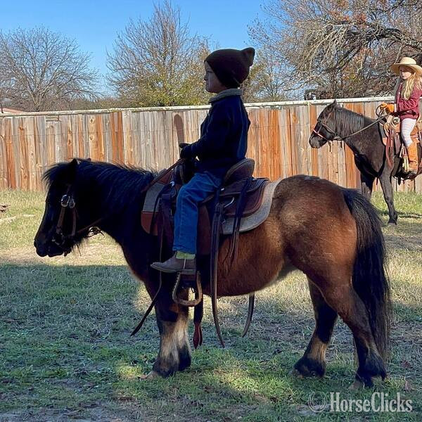 "Cami" Bay Roan Mare Pony in Texas