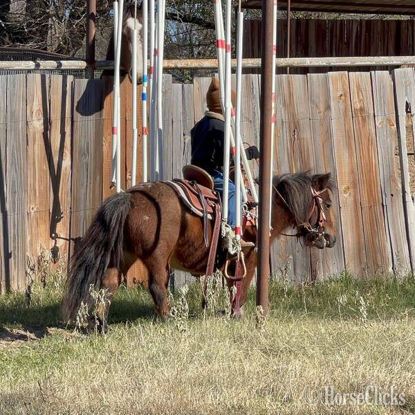 Texas "Cami" Bay Roan Mare Pony