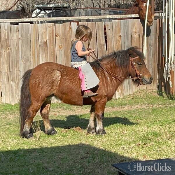 "Cami" Bay Roan Mare Pony - Pony in Texas