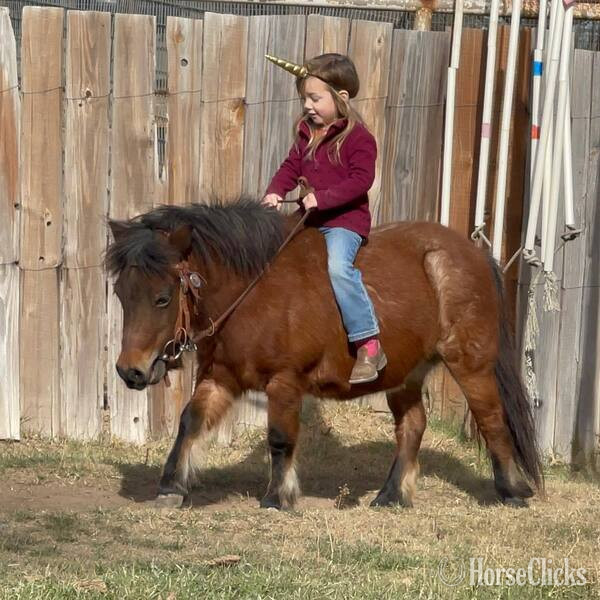 "Cami" Bay Roan Mare Pony - Pony