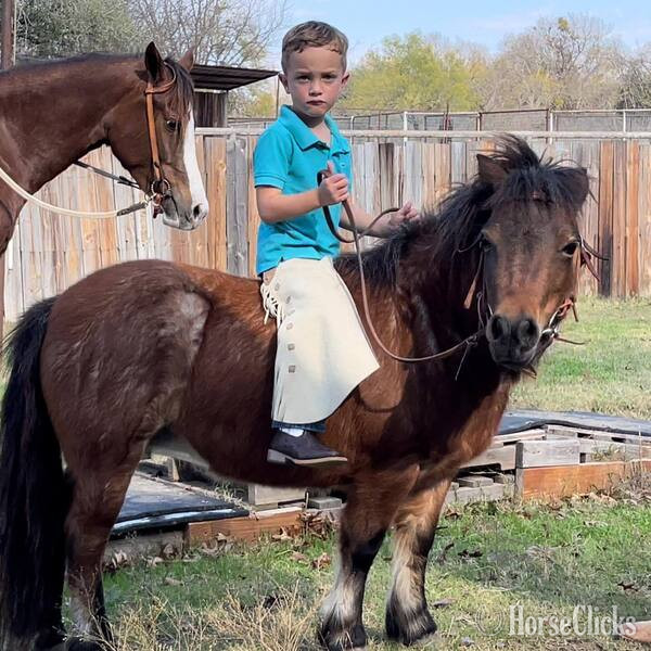 Pony - "Cami" Bay Roan Mare Pony