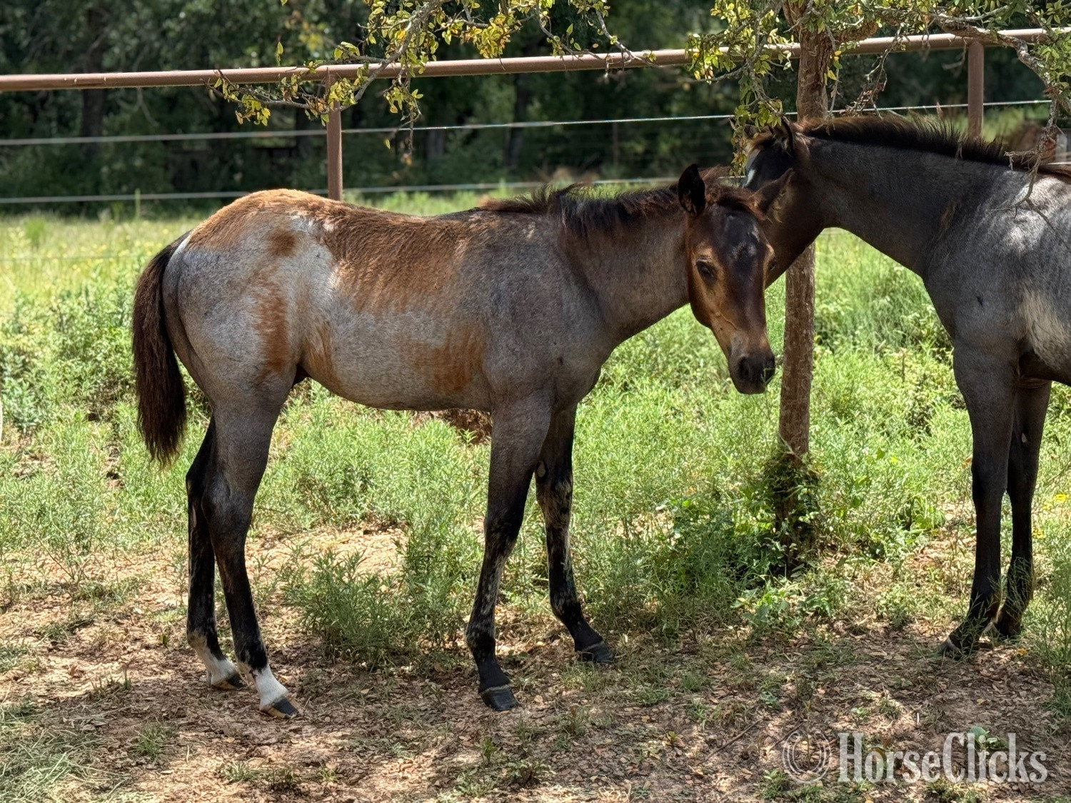 "Chili" Bay Roan Colt Quarter Horse in Texas