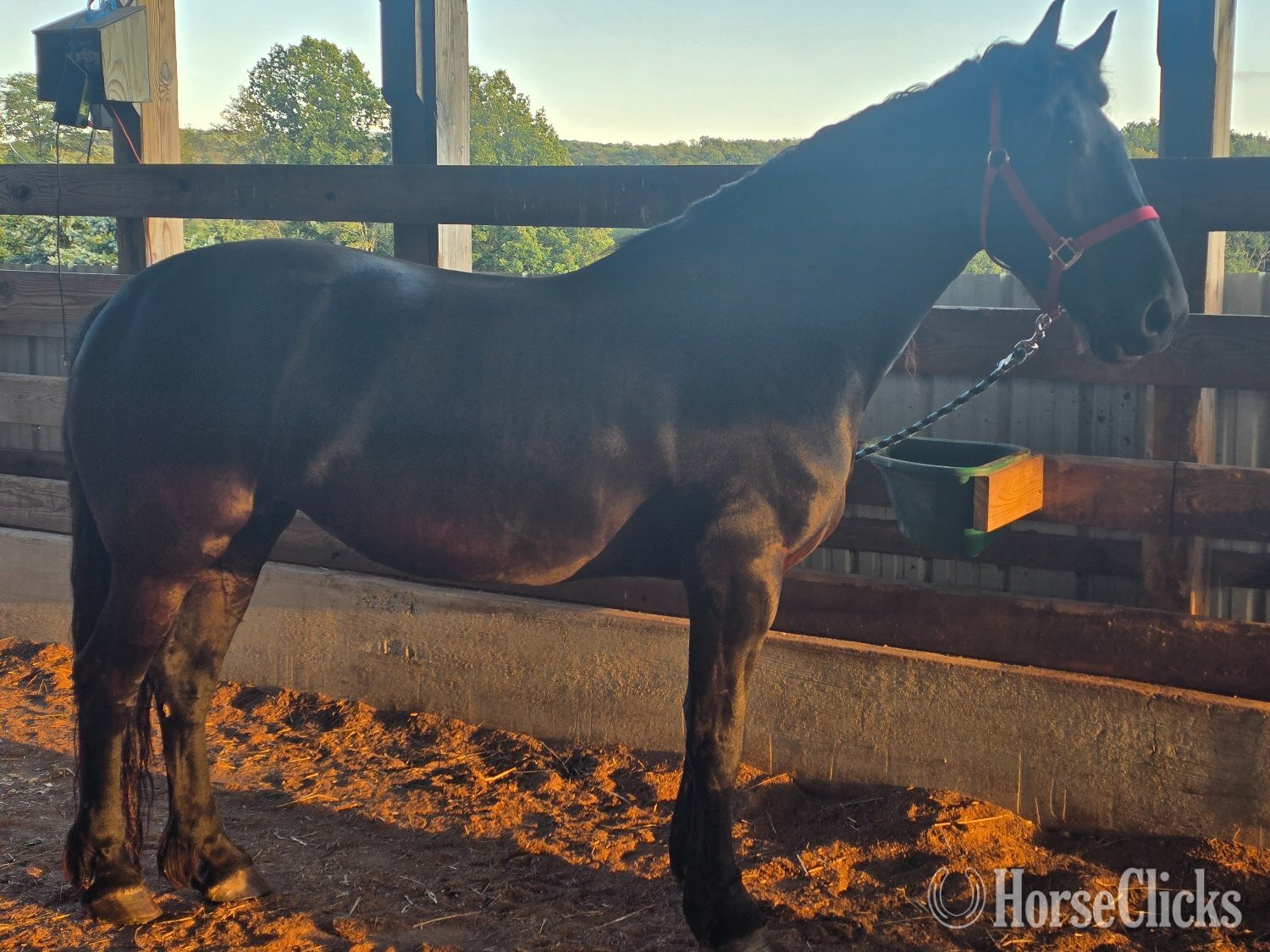 "Hope and Onyx" Black Mare Friesian in Pennsylvania