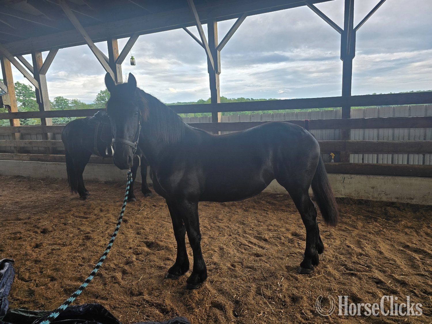 Pennsylvania "Hope and Onyx" Black Mare Friesian