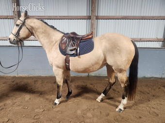 "Carmen" Buckskin Mare Quarter Horse