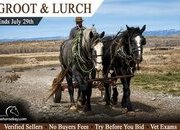 "Groot & Lurch" Grey Gelding Percheron