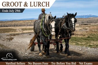 "Groot & Lurch" Grey Gelding Percheron