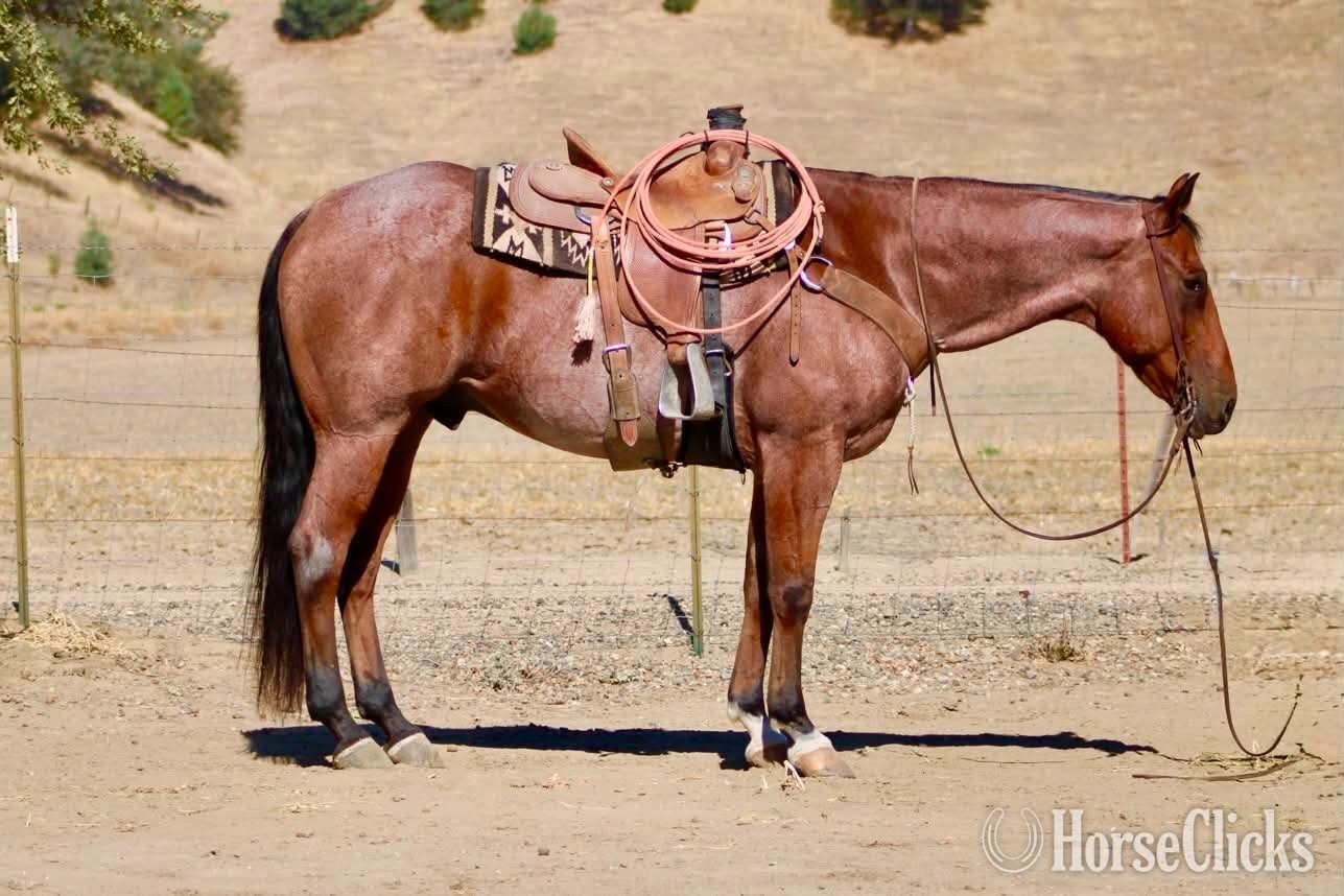 "FIRE BALL KING" Bay Roan Gelding Quarter Horse