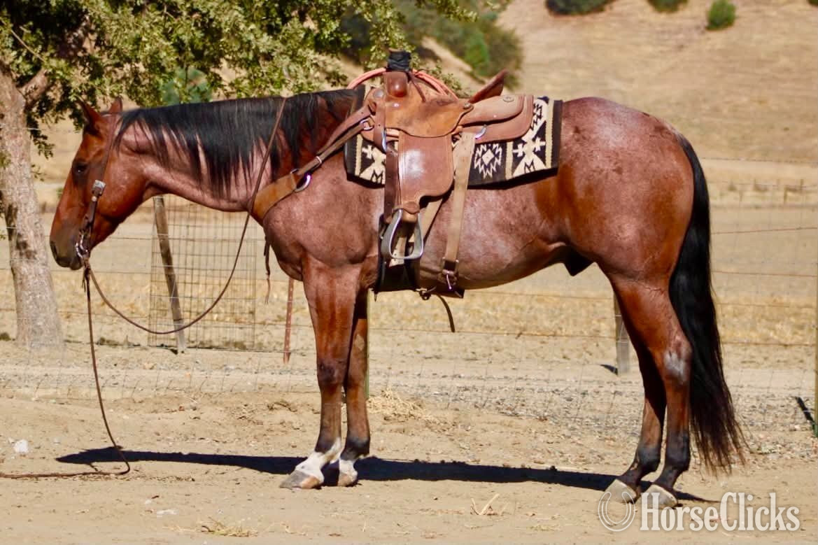 California "FIRE BALL KING" Bay Roan Gelding Quarter Horse