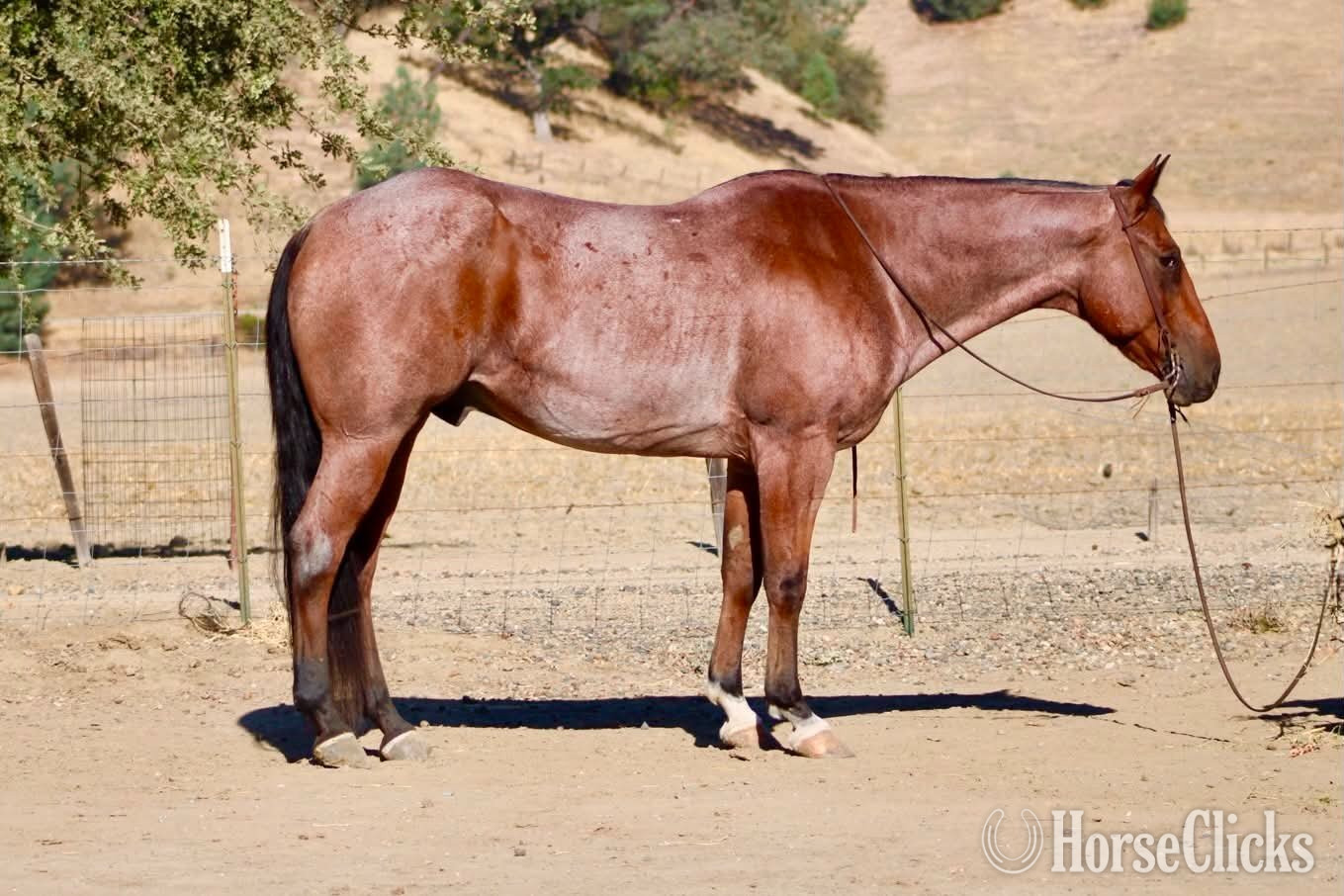 "FIRE BALL KING" Bay Roan Gelding Quarter Horse California