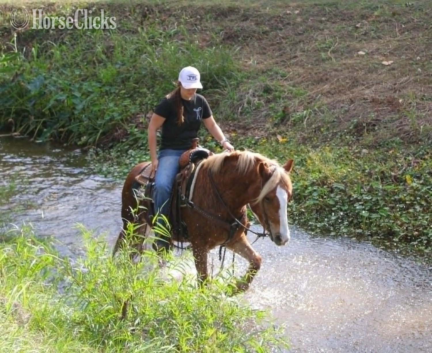 "Jack D" Chestnut Gelding Haflinger