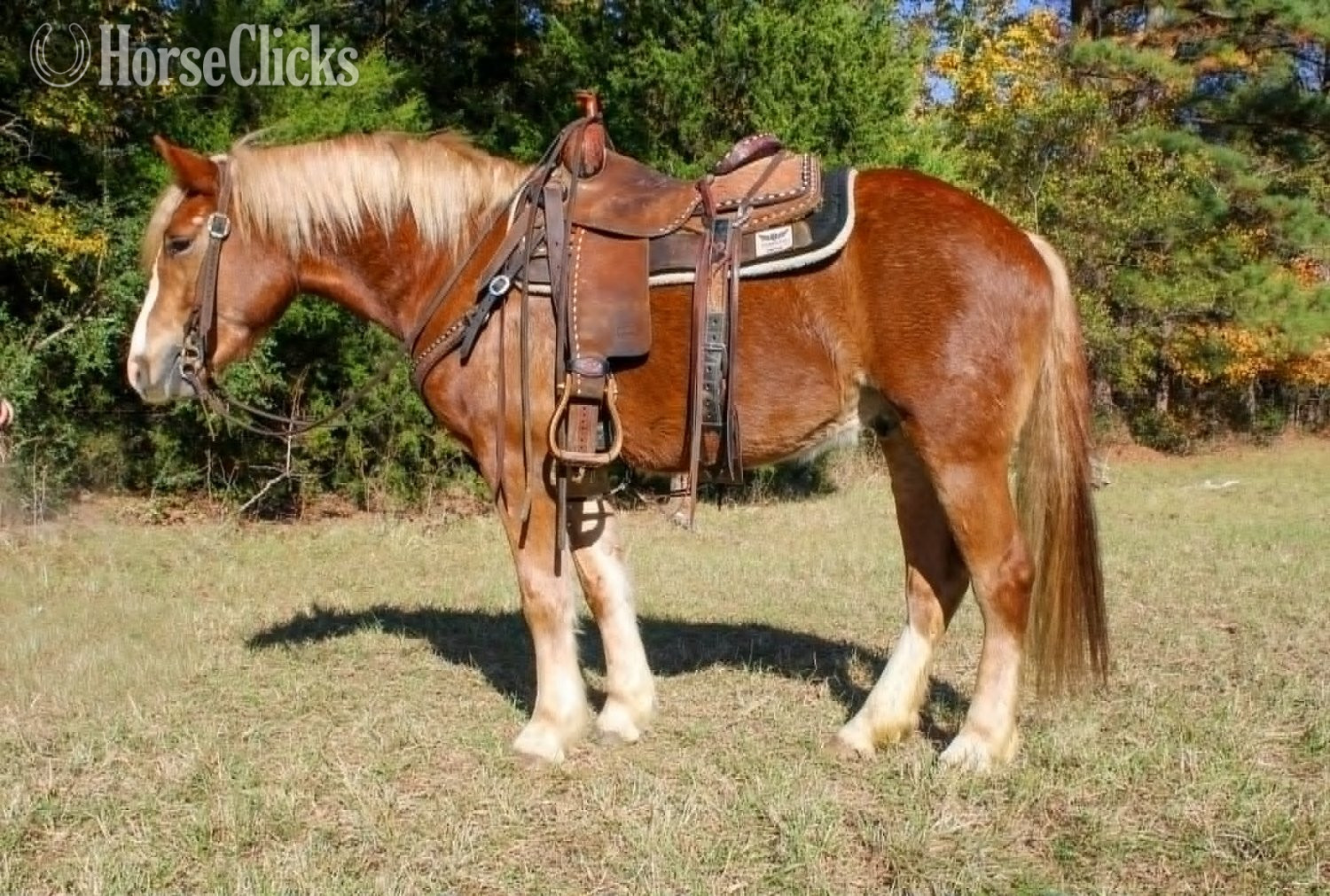"Jack D" Chestnut Gelding Haflinger - Haflinger in California