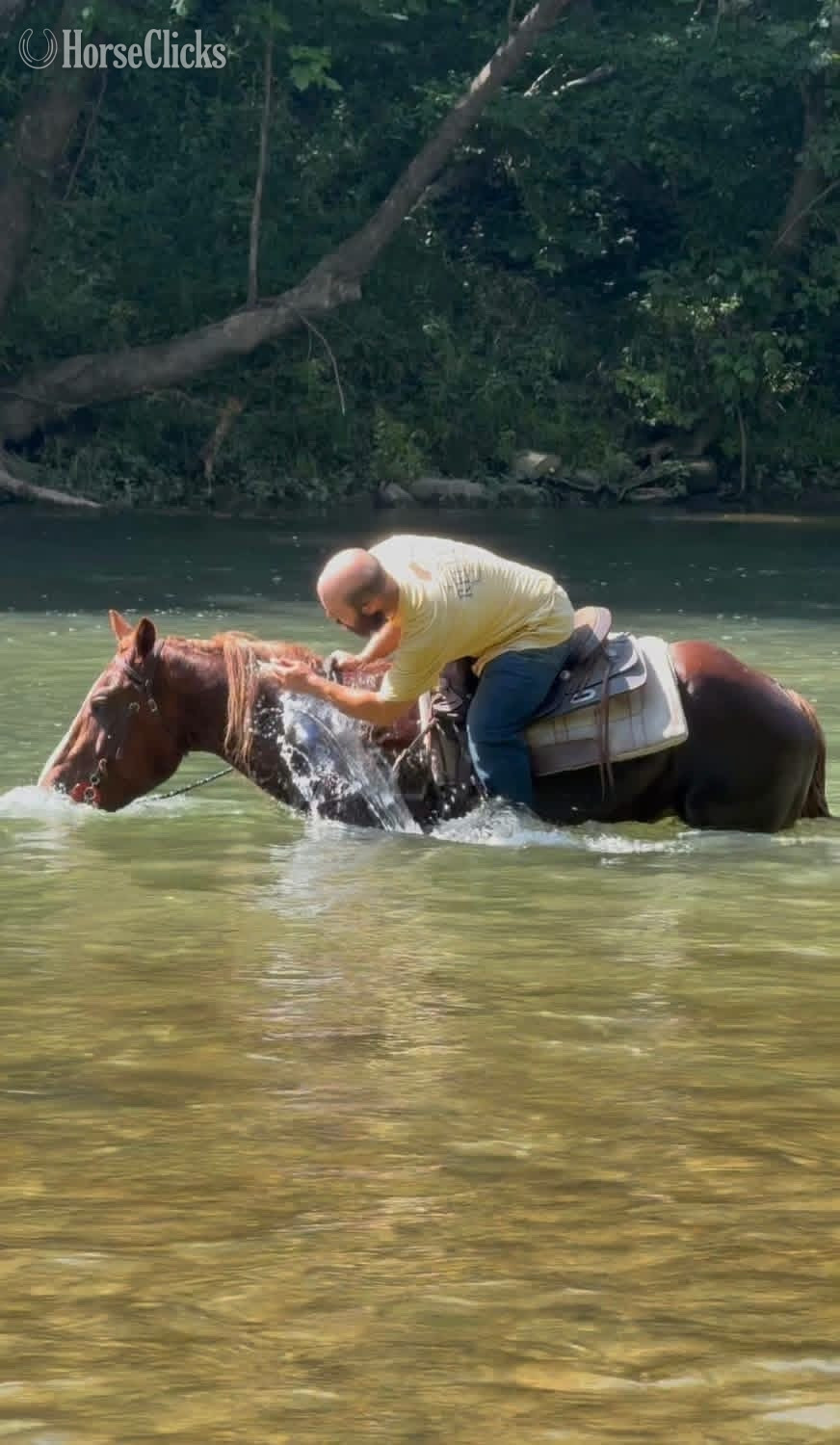 "?✨ Meet Rowan – The Gentle Giant Everyon"  Gelding Quarter Horse - Quarter Horse in Colorado
