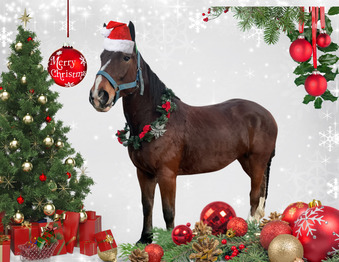 "" Mare Draft