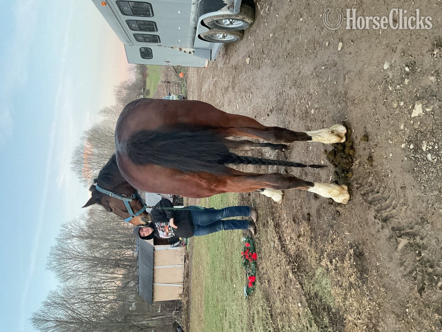 ""  Mare Draft