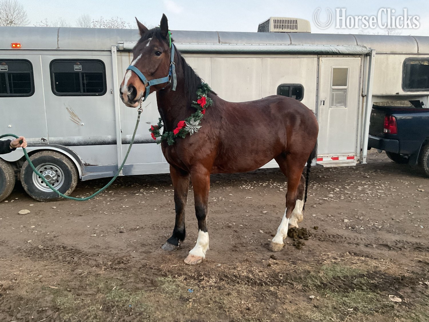 Ohio ""  Mare Draft