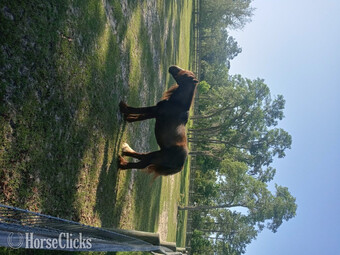 "Five p Paddock Izadora " Black Mare Gypsy Vanner