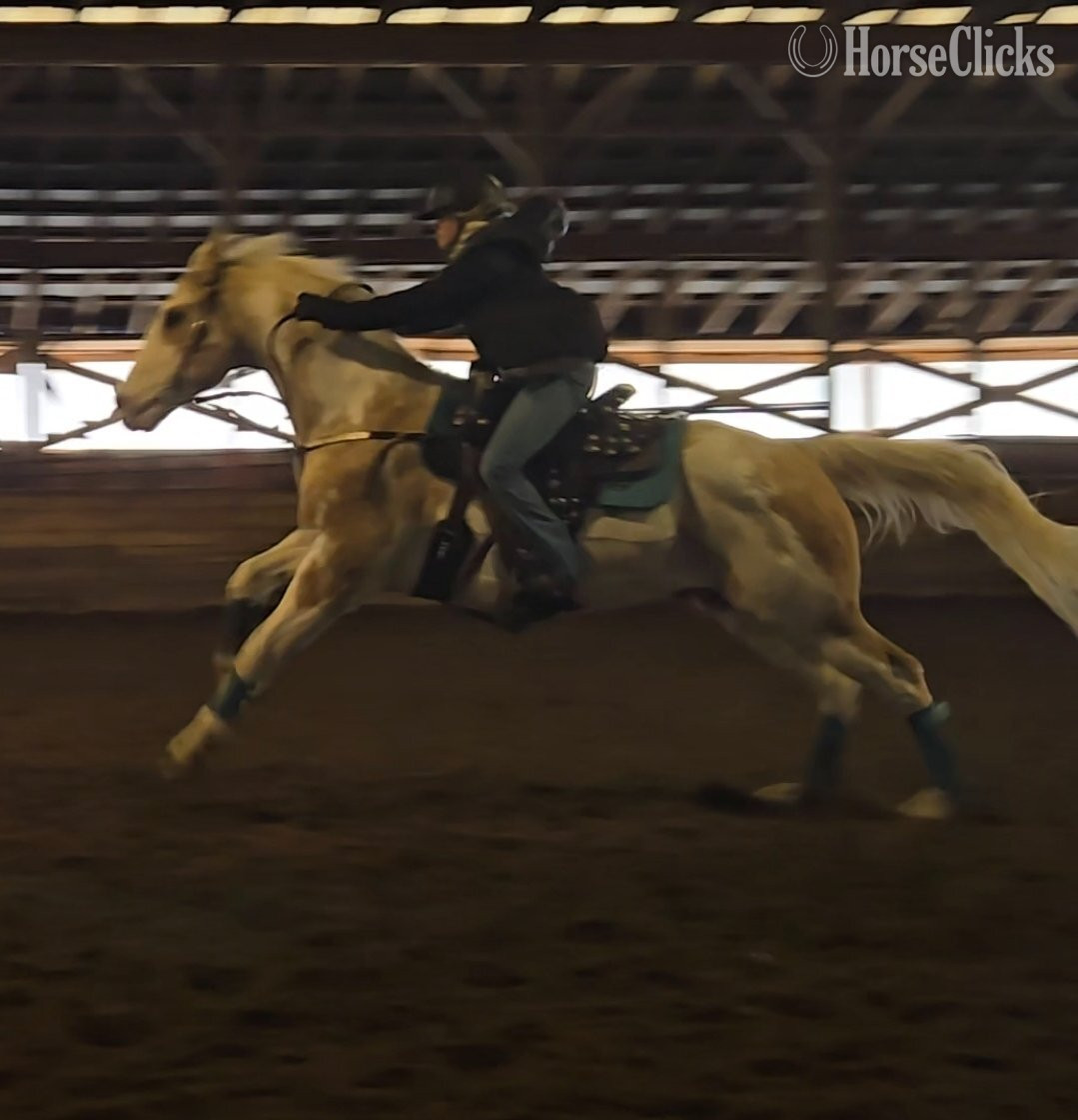 "Bandit" Palomino Gelding Paint