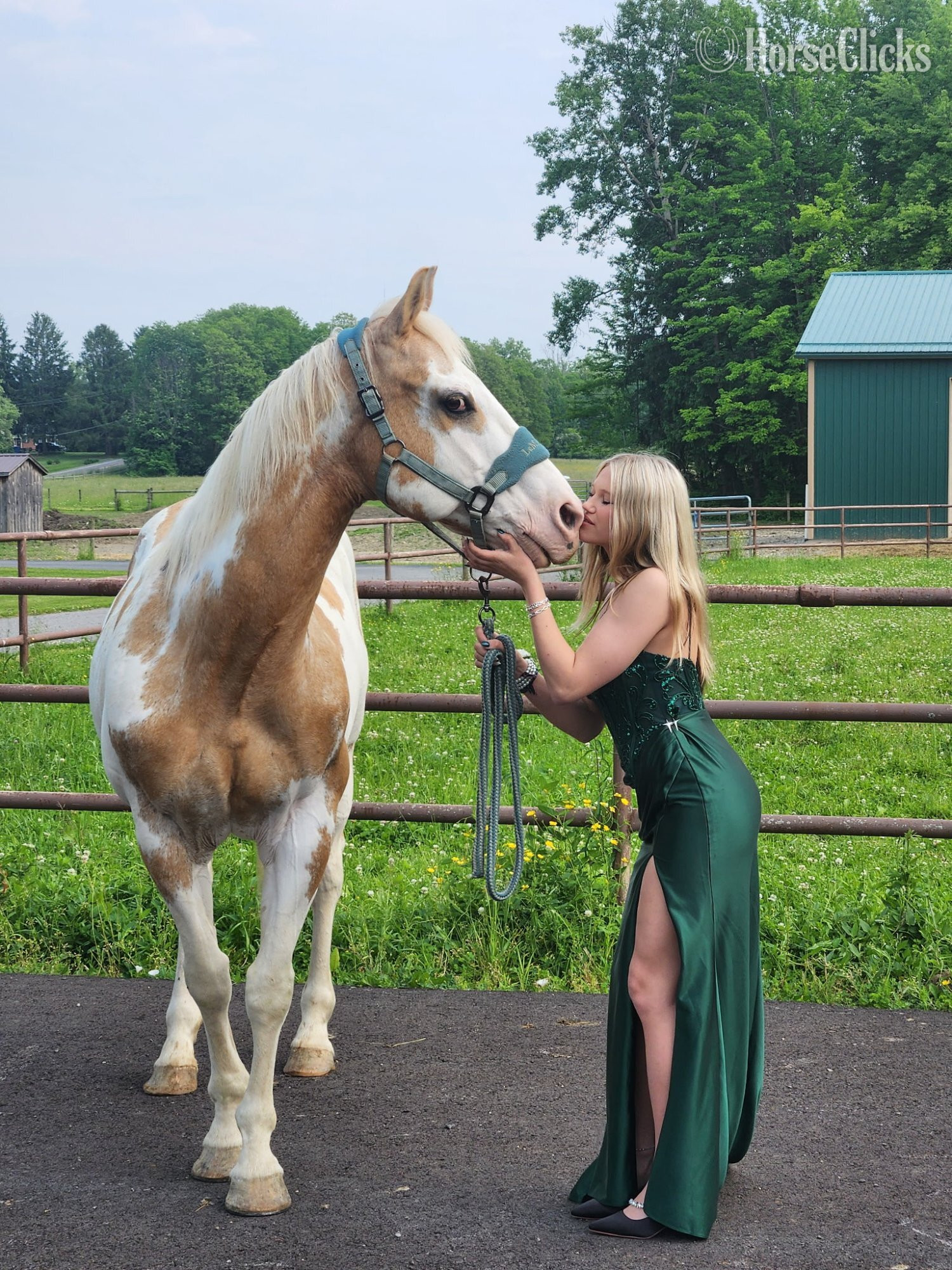 New York "Bandit" Palomino Gelding Paint