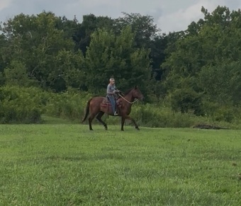 "Turbo" Brown Gelding Quarter Horse