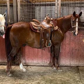 "Ruckus" Chestnut Gelding Quarter Horse