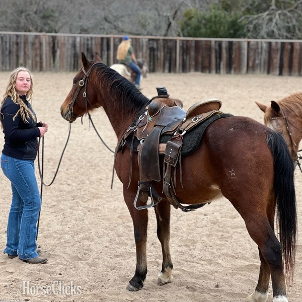 "Santa Fe" Bay Gelding Quarter Horse in Texas