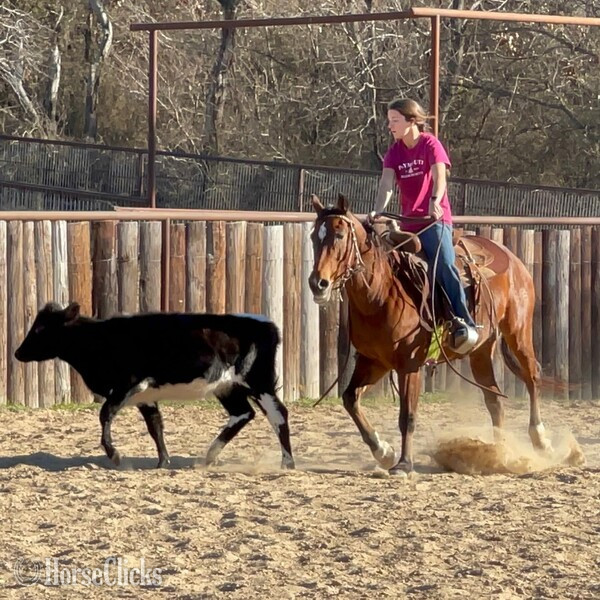 Texas "Santa Fe" Bay Gelding Quarter Horse