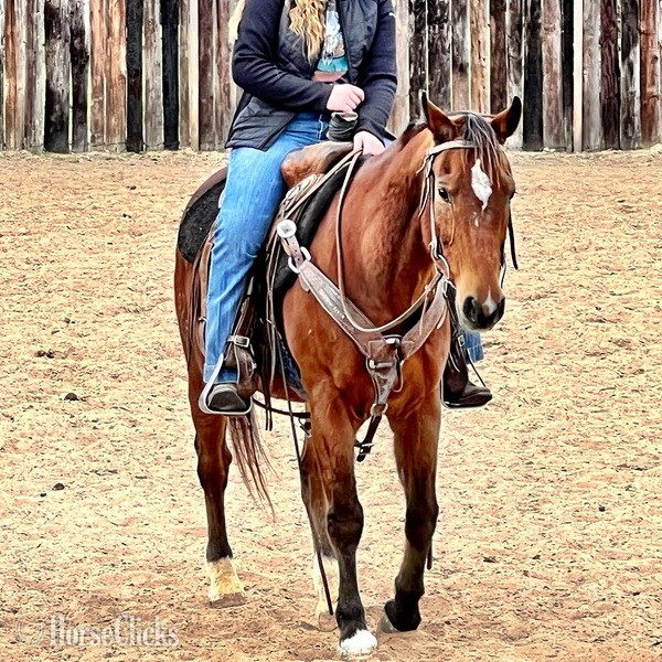 "Santa Fe" Bay Gelding Quarter Horse - Quarter Horse in Texas