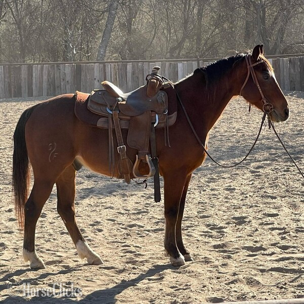 "Santa Fe" Bay Gelding Quarter Horse - Quarter Horse