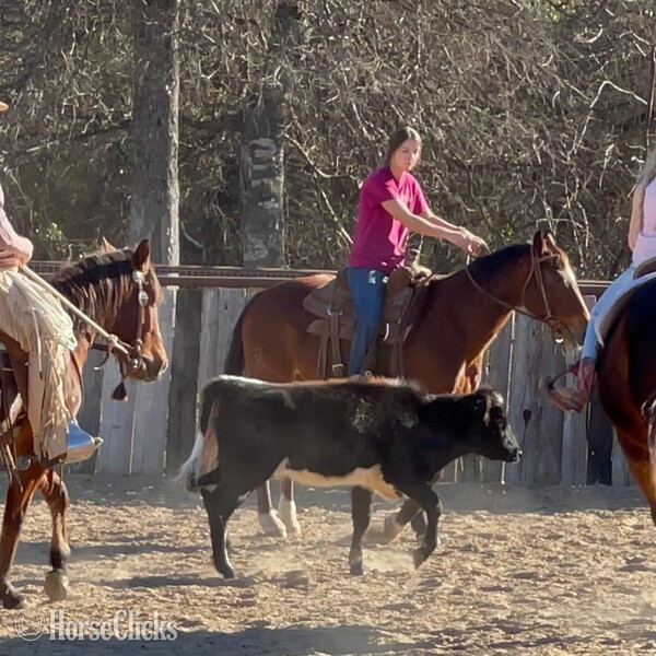 "Santa Fe" Bay Gelding Quarter Horse Texas