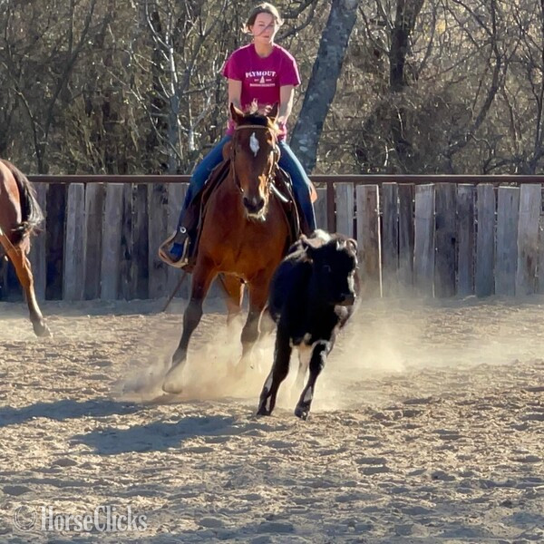 Quarter Horse - "Santa Fe" Bay Gelding Quarter Horse in Texas