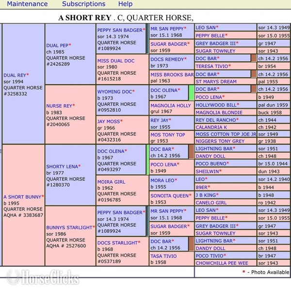 Quarter Horse - "Santa Fe" Bay Gelding Quarter Horse