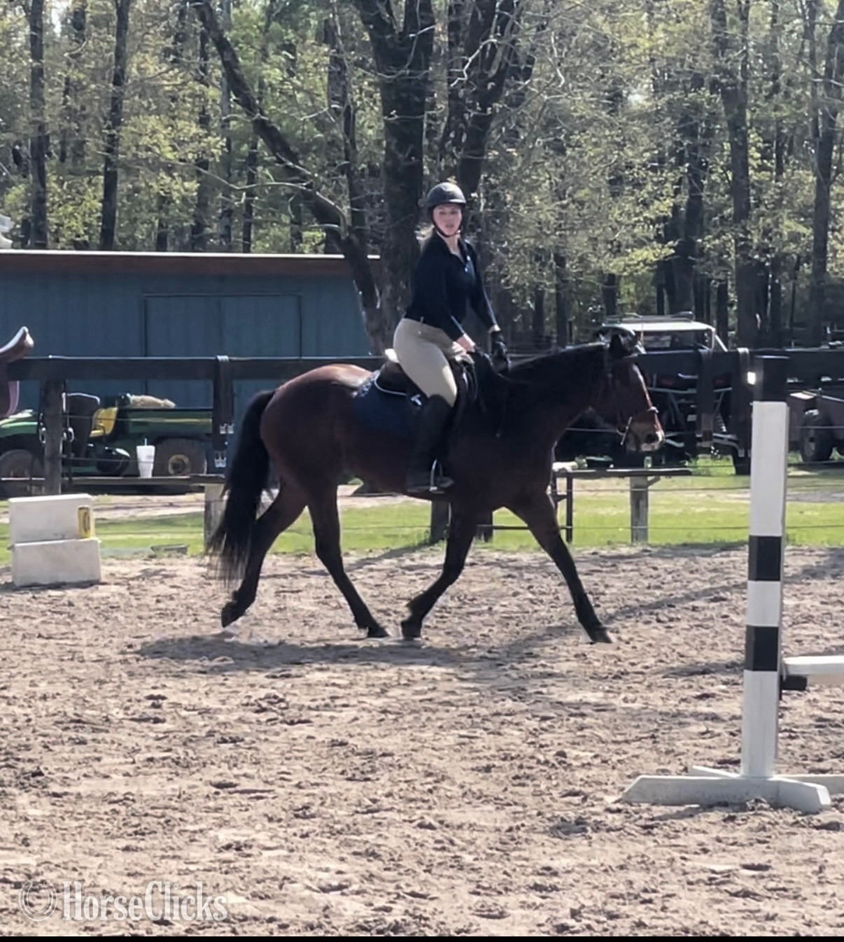 "Joile Fille (Jolene)" Bay Mare Quarter Pony in Florida