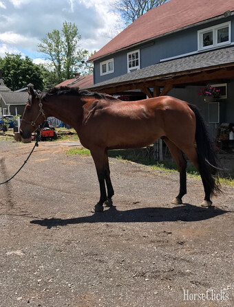 "Henri  (Cats in a Cradle)" Bay Gelding Thoroughbred