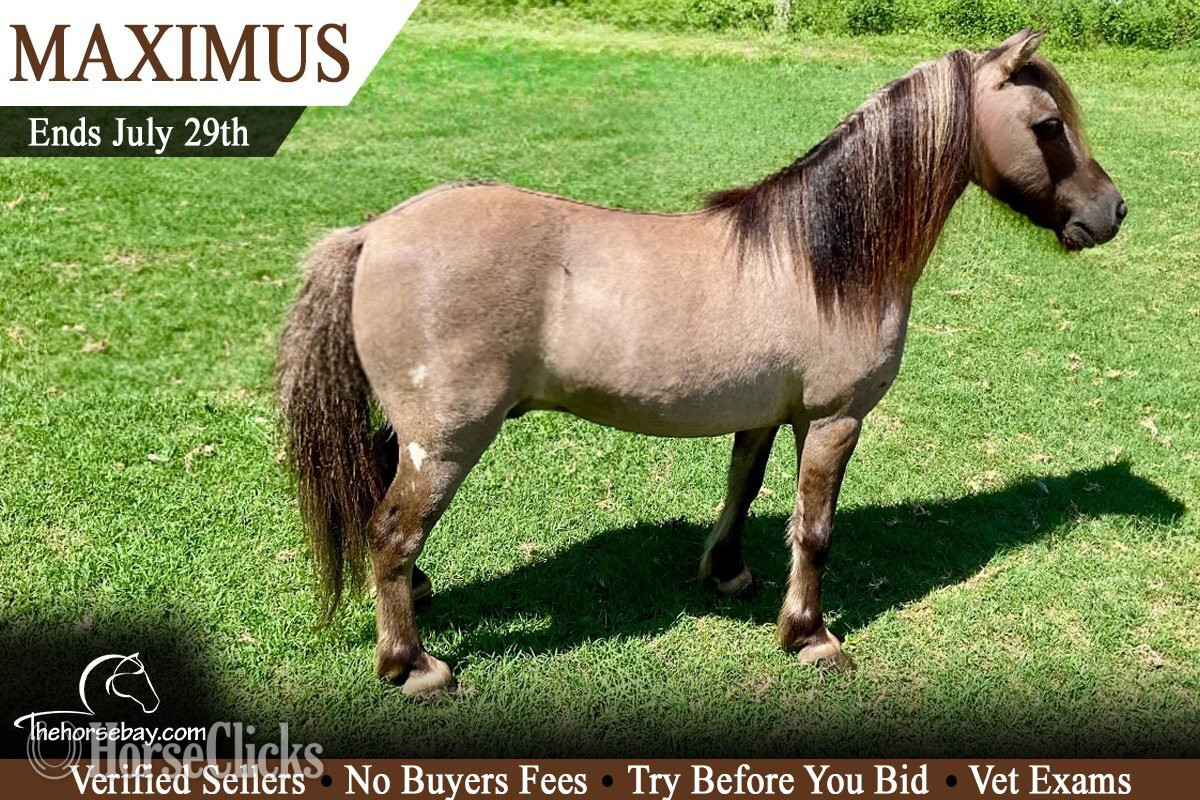 "Maximus" Grullo Gelding Pony in Texas