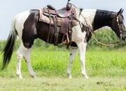"Oliver" Piebald Gelding Paint