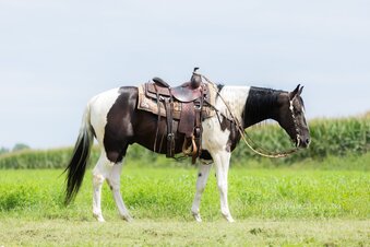 "Oliver" Piebald Gelding Paint