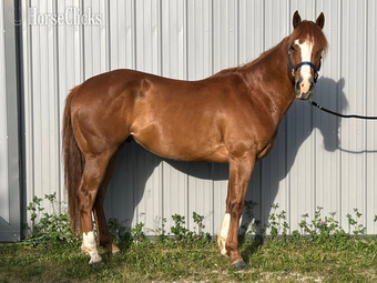 "Chips Heaven Sent" Chestnut Gelding Paint
