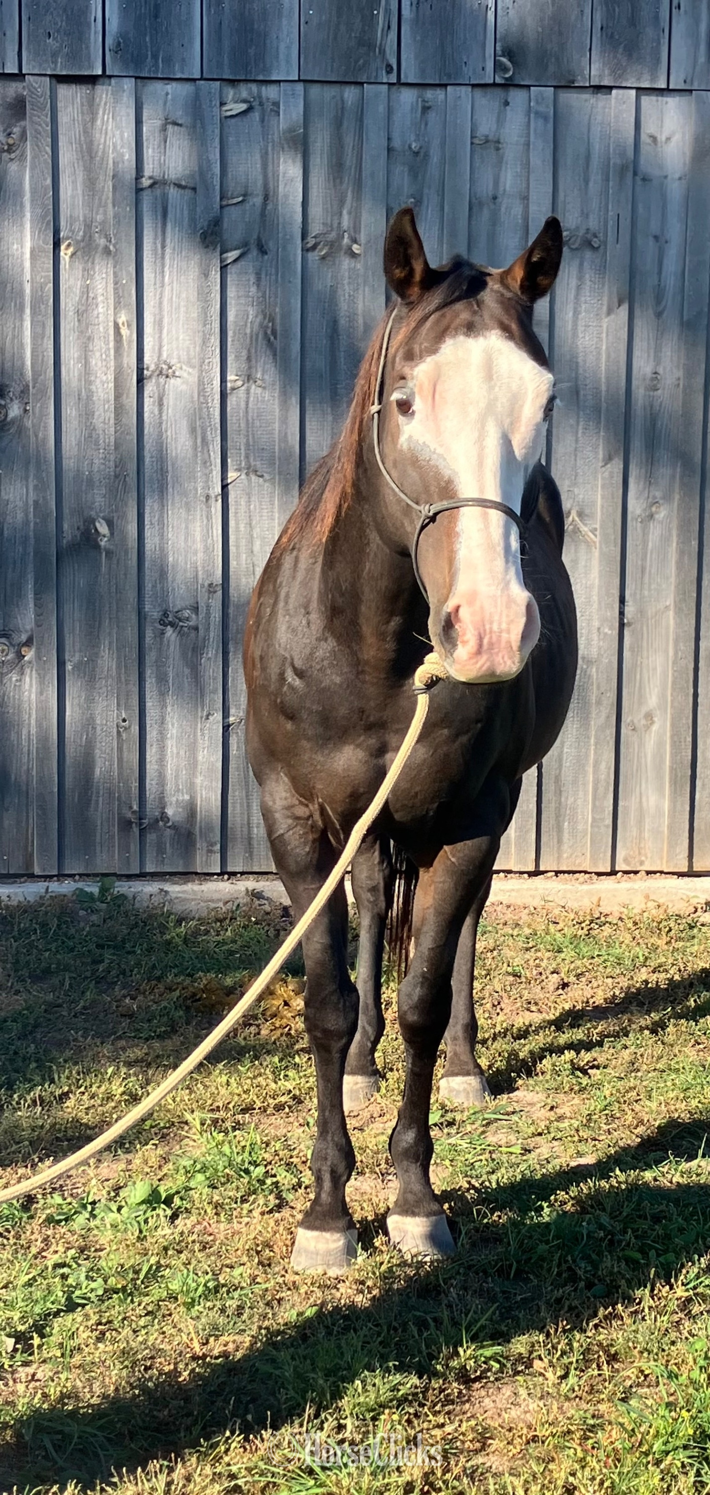 "Cannoli " Bay Gelding Paint