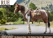 "Rue" Tabiano Mare Tennessee Walker
