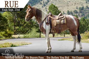 "Rue" Tabiano Mare Tennessee Walker