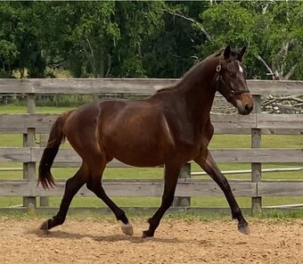 "Diachi ESH" Bay Gelding Hanoverian