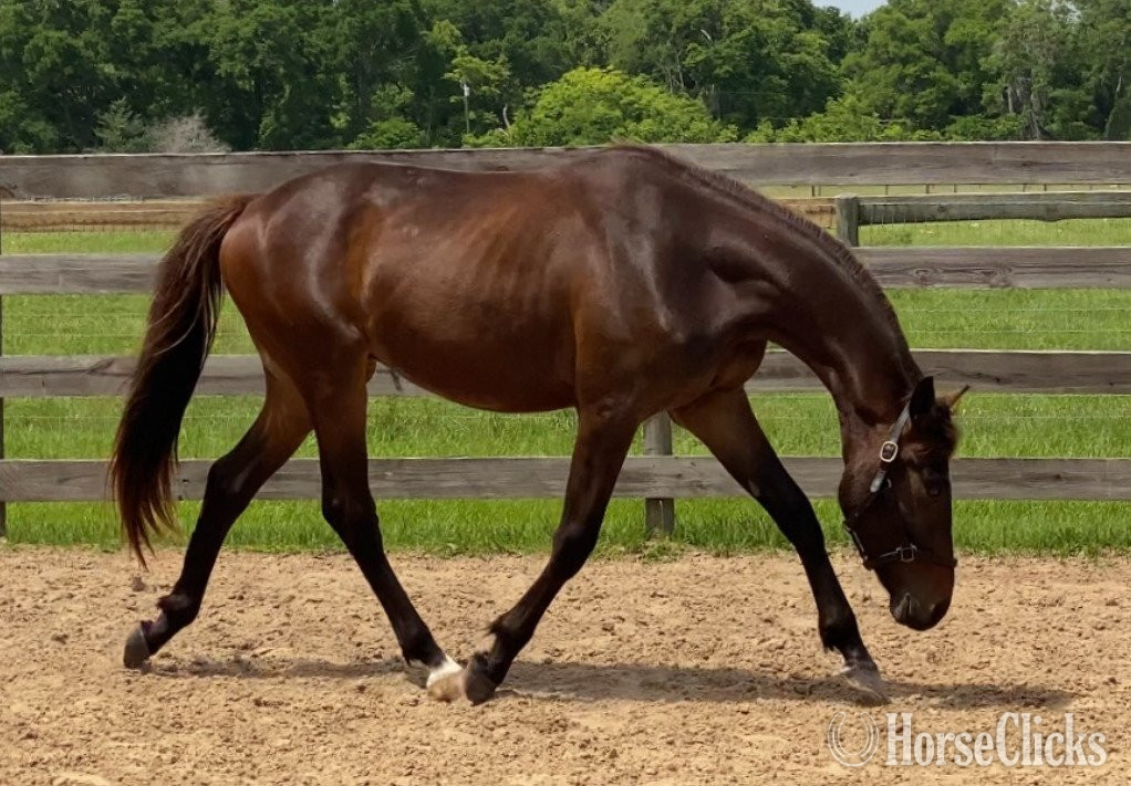 "Diachi ESH" Bay Gelding Hanoverian - Hanoverian