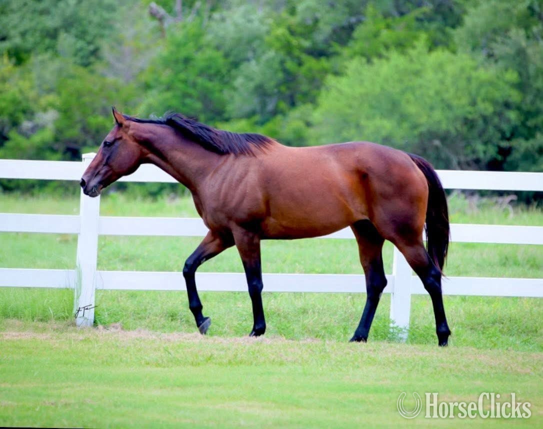 "Beautiful Secret" Bay Mare Appendix in Texas
