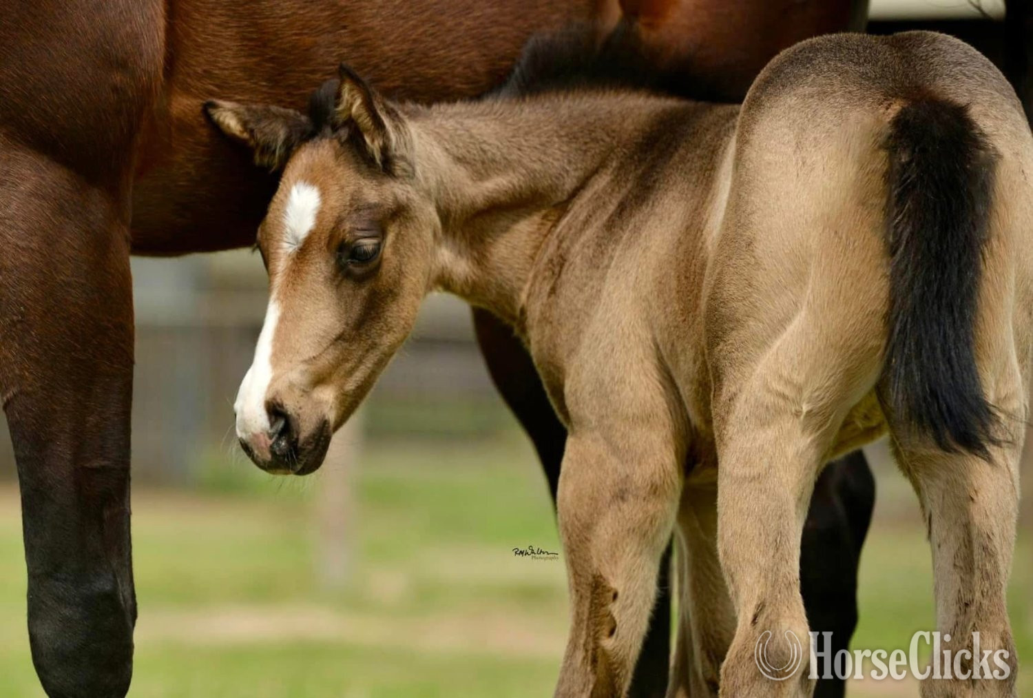 "Beautiful Secret" Bay Mare Appendix
