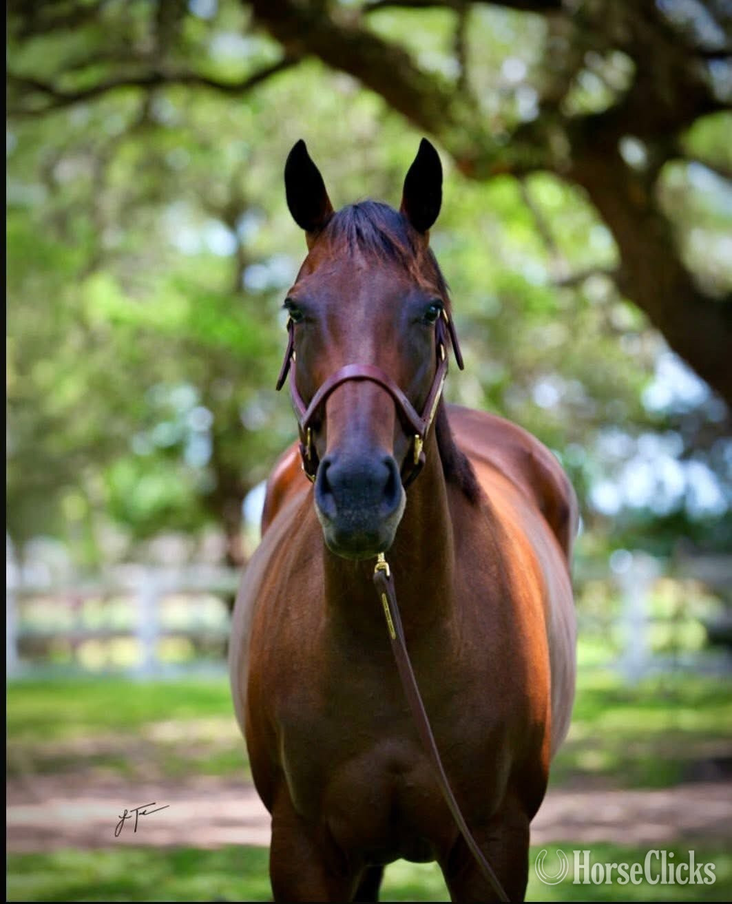 Texas "Beautiful Secret" Bay Mare Appendix
