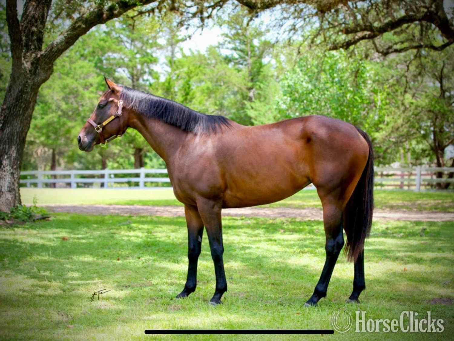 "Beautiful Secret" Bay Mare Appendix - Appendix in Texas