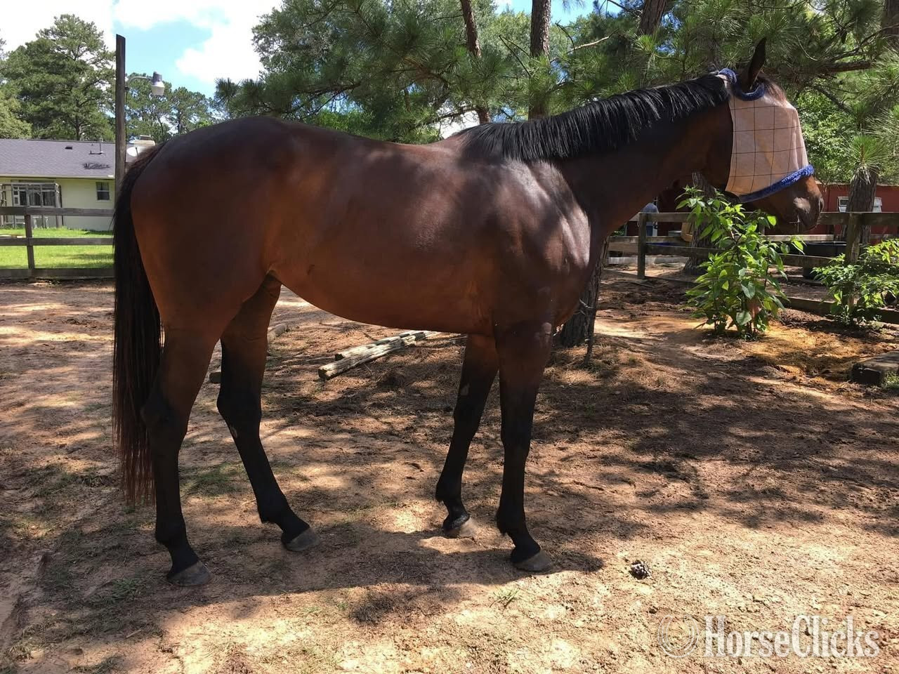 "Beautiful Secret" Bay Mare Appendix - Appendix